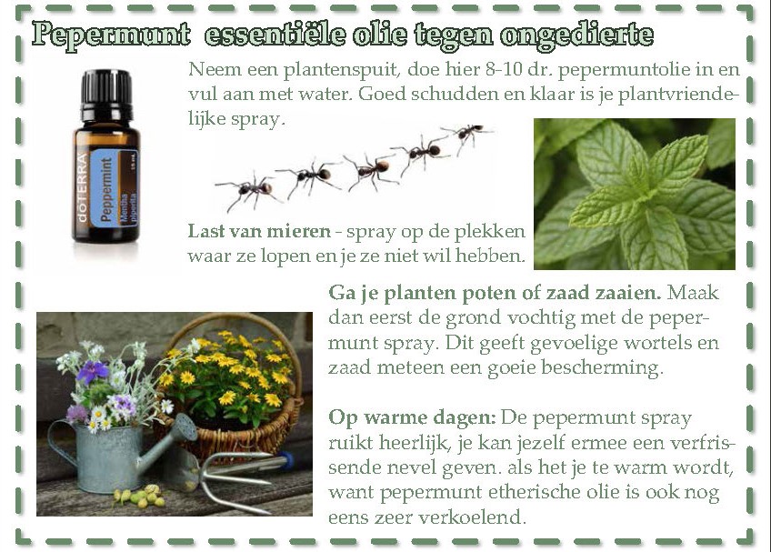 pepermunt essentiële olie tegen ongedierte